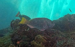 Yellowtail Parrotfish Initial Phase (12